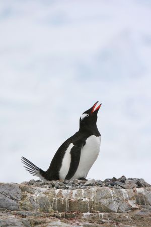 c11-penguin calling.jpg